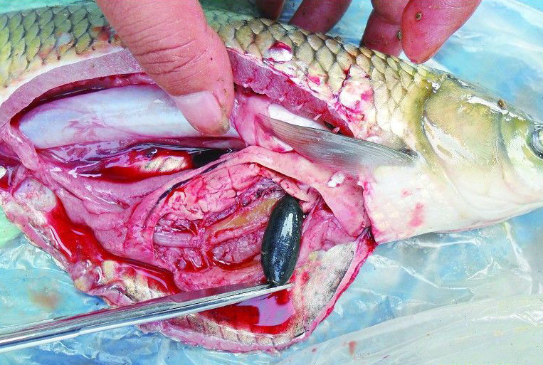 5d3575a710c9b.jpg 1_130705133438_1.jpg