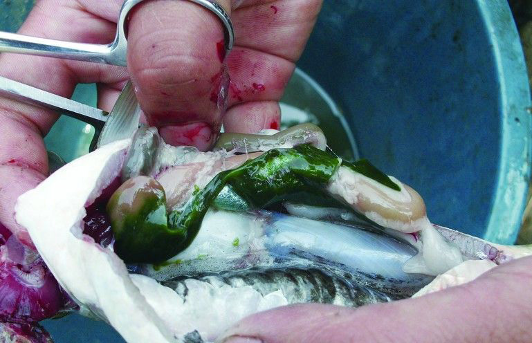 5d3575c2a55de.jpg 1_130705133453_1.jpg